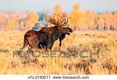 Tetons, Bull moose on Antelope Flats near the Gros Ventre River in Grand Teton National Park in northern Wyoming. View Large Photo Image Stock Image - Tetons, Bull moose on Antelope Flats near the Gros Ventre River in Grand Teton National Park in northern Wyoming.. Fotosearch