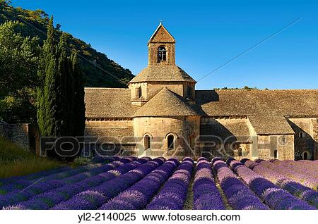 Stock Photography - The 12th century Romanesque Cistercian Abbey of Notre Dame of Senanque ( 1148 ) set amongst the flowering lavender fields of Provence near Gordes, France.. Fotosearch