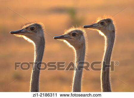 three heads of female ostriches in Masai Mara, Kenia View Large Photo Image Stock Image - three heads of female ostriches in Masai Mara, Kenia. Fotosearch