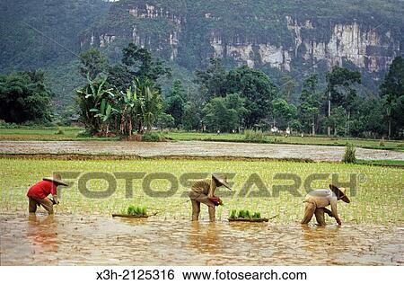 Stock Photograph - transplanting rice at Harau valley in Minang country, Sumatra island, Republic of Indonesia, Southeast Asia and Oceania.. Fotosearch