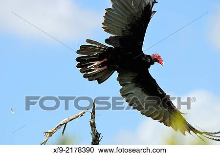 Turkey Vulture. Cathartes aura. Ciénaga de Zapata National Park. Cuba. View Large Photo Image Stock Image - Turkey Vulture. Cathartes aura. Ciénaga de Zapata National Park. Cuba.. Fotosearch