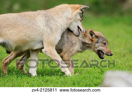 Two Eastern wolves (Canis lupus lycaon) fighting on a meadow, Germany, Europe View Large Photo Image Stock Image - Two Eastern wolves (Canis lupus lycaon) fighting on a meadow, Germany, Europe. Fotosearch