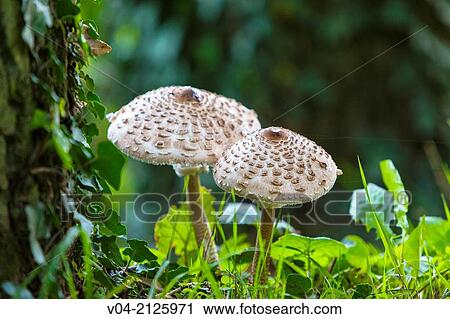 Two parasol mushrooms (Macrolepiota procera) in the forest, Germany, Europe View Large Photo Image Stock Image - Two parasol mushrooms (Macrolepiota procera) in the forest, Germany, Europe. Fotosearch