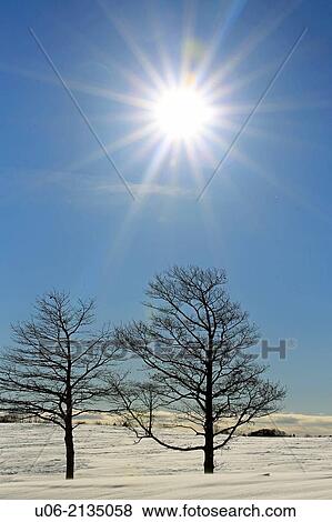 Two trees on a snow covered hill in winter with the sun behind them View Large Photo Image Stock Photo - Two trees on a snow covered hill in winter with the sun behind them. Fotosearch
