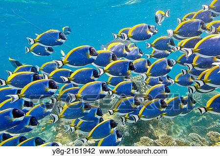 Stock Image - Underwater view, school of fish, Maldives, Indian Ocean.. Fotosearch