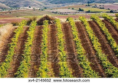 Vineyards of Cariñena in autumn, Aragon, Spain. View Large Photo Image Stock Image - Vineyards of Cariñena in autumn, Aragon, Spain.. Fotosearch