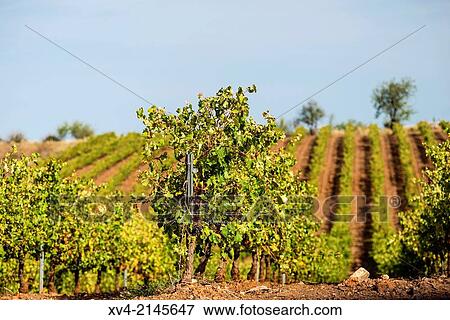Vineyards of Cariñena in autumn, Aragon, Spain. View Large Photo Image Stock Photo - Vineyards of Cariñena in autumn, Aragon, Spain.. Fotosearch