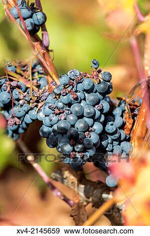 Vineyards of Cariñena in autumn, Aragon, Spain. View Large Photo Image Stock Photo - Vineyards of Cariñena in autumn, Aragon, Spain.. Fotosearch
