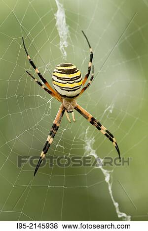 Wasp Spider (Argiope bruennichi) at the center of its web waiting for a prey to get caught, Spain. View Large Photo Image Stock Photo - Wasp Spider (Argiope bruennichi) at the center of its web waiting for a prey to get caught, Spain.. Fotosearch