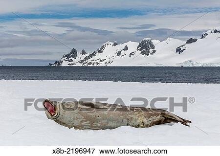 Weddell seal, Leptonychotes weddellii, resting on ice at Half Moon Island, South Shetland Island Group, Antarctica. View Large Photo Image Stock Photo - Weddell seal, Leptonychotes weddellii, resting on ice at Half Moon Island, South Shetland Island Group, Antarctica.. Fotosearch