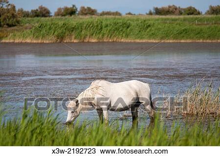 Stock Image - white horse, camargue, provence, france, europe.. Fotosearch