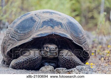 Picture - Wild GalÃ¡pagos giant tortoise, Chelonoidis nigra, in Urbina Bay, Isabela Island, Galapagos Islands, Ecuador.. Fotosearch