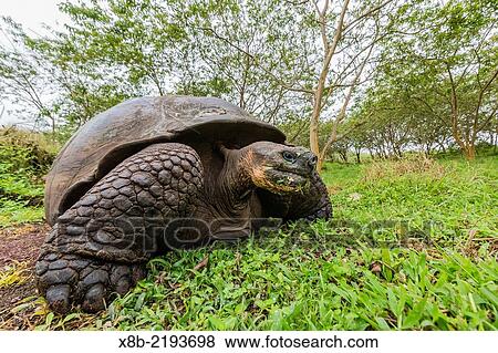 Wild Galápagos giant tortoise, Chelonoidis nigra, in the highlands on Santa Cruz Island, Galapagos Islands, Ecuador. View Large Photo Image Stock Photo - Wild Galápagos giant tortoise, Chelonoidis nigra, in the highlands on Santa Cruz Island, Galapagos Islands, Ecuador.. Fotosearch