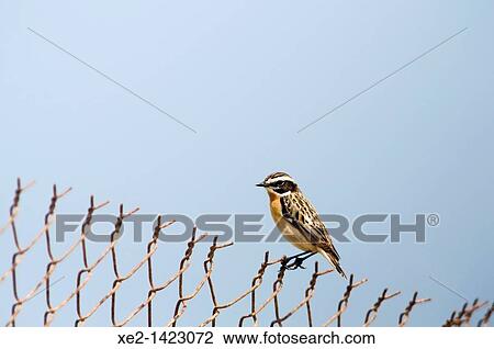 Stock Image - Winchat (Saxicola rubetra). Crete, Greece. Fotosearch
