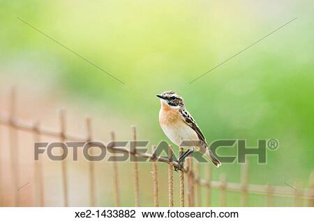 Stock Image - Winchat - Saxicola rubetra, Crete. Fotosearch