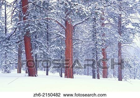 Winter mist and fresh snow on Ponderosa Pines, Bryce Canyon National Park, Utah USA. View Large Photo Image Stock Image - Winter mist and fresh snow on Ponderosa Pines, Bryce Canyon National Park, Utah USA.. Fotosearch