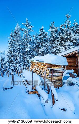 Wood and snow covered trees in extreme cold temperatures, Lapland, Sweden. View Large Photo Image Stock Photo - Wood and snow covered trees in extreme cold temperatures, Lapland, Sweden.. Fotosearch