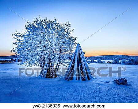 Wood stacked and a snow covered tree in extreme cold temperatures, Lapland, Sweden. View Large Photo Image Stock Photography - Wood stacked and a snow covered tree in extreme cold temperatures, Lapland, Sweden.. Fotosearch