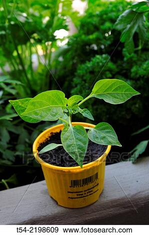 Yellow flower pot with a young sweet pepper plant View Large Photo Image Stock Photo - Yellow flower pot with a young sweet pepper plant. Fotosearch