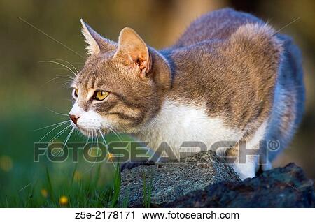 Stock Image - Young tomcat lurking in the garden.. Fotosearch