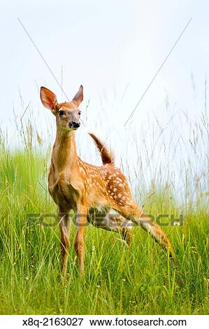 Young White-Tailed deer, Odocoileus virginianus, fawn, Pipestem State Park, West Virginia, U. S. A. View Large Photo Image Stock Photo - Young White-Tailed deer, Odocoileus virginianus, fawn, Pipestem State Park, West Virginia, U. S. A.. Fotosearch