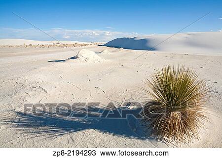 Stock Image - Yucca elata plant in White Sands National Monument at sunset, near Alamogordo, New Mexico, USA.. Fotosearch