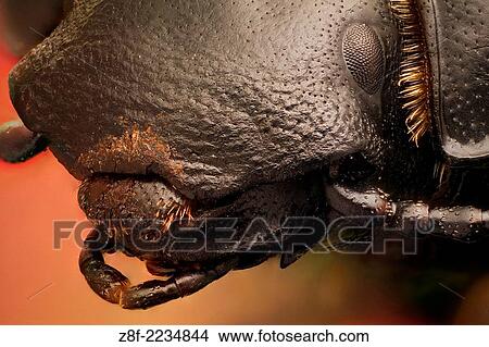 Picture - A beetle species found in costal areas and sand dunes, sometimes you can see the marks it leaves on the sand.. Fotosearch