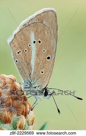 A blue butterfly of the genus Agrodiaetus, recently is considered by some authors as a subgenus of Polyommatus. View Large Photo Image Stock Photo - A blue butterfly of the genus Agrodiaetus, recently is considered by some authors as a subgenus of Polyommatus.. Fotosearch