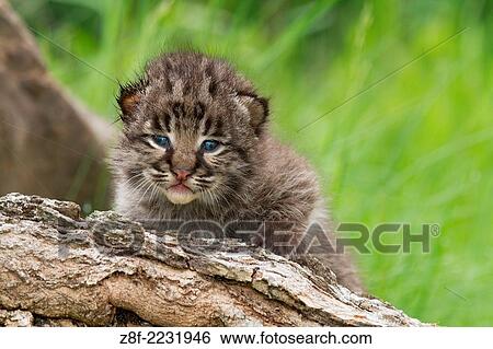A Bobcat kitten looking over the top of a log, Minnesota Wildlife Connection, Minesota, United States. View Large Photo Image Stock Photograph - A Bobcat kitten looking over the top of a log, Minnesota Wildlife Connection, Minesota, United States.. Fotosearch