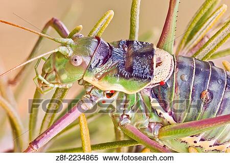 Stock Photography - A bush cricket on a Rosmary plant. The atrophied wings of Ephippiger species are unfit to flight and only used for the emission of sounds. This one has some parasitic mites on it.. Fotosearch