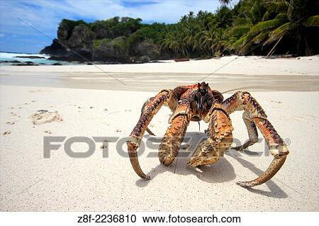 Stock Image - A Coconut Crab wanders across Dolly Beach on Christmas Island, Indian Ocean, Australia.. Fotosearch