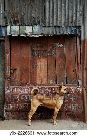 Stock Image - A dog chained to a door waiting patiently and guarding.. Fotosearch