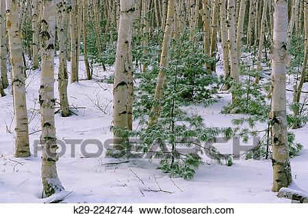 A dusting of fresh snow in a birch woodlot with white pine saplings, Greater Sudbury, Ontario, Canada. View Large Photo Image Picture - A dusting of fresh snow in a birch woodlot with white pine saplings, Greater Sudbury, Ontario, Canada.. Fotosearch