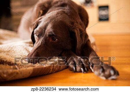A female Chocolate Lab laying down on her bed. Ontario, Canada. View Large Photo Image Picture - A female Chocolate Lab laying down on her bed. Ontario, Canada.. Fotosearch