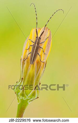 Stock Photograph - A flat faced longhorn beetle of the famyli Cerambidae; they feed on herbaceous plant, mainly on Carduus nutans( thus the name).. Fotosearch