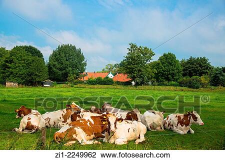 A herd of cows in the field with the farm in the background View Large Photo Image Stock Image - A herd of cows in the field with the farm in the background. Fotosearch