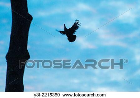 A lone guinea fowl flies up to the top branches of a tree to roost for the night. Safety. Cape Town, South Africa View Large Photo Image Stock Image - A lone guinea fowl flies up to the top branches of a tree to roost for the night. Safety. Cape Town, South Africa. Fotosearch