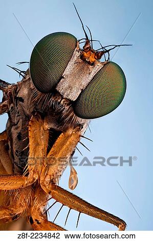 A Longlegged fly; they will catch your attention with their bright green metallic eyes. View Large Photo Image Stock Image - A Longlegged fly; they will catch your attention with their bright green metallic eyes.. Fotosearch