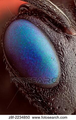A magnified view of its beautiful eye; a special technique was used to remove the ommatidum reflections, leaving an image with SEM like surface detail. View Large Photo Image Stock Image - A magnified view of its beautiful eye; a special technique was used to remove the ommatidum reflections, leaving an image with SEM like surface detail.. Fotosearch
