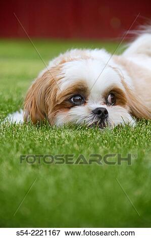 Stock Photo - A Maltese Shih Tzu dog outdoors in the grass.. Fotosearch
