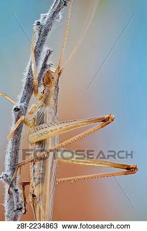 Stock Image - A small Italian tree cricket with fully developed wings, so it can fly. It makes a sound of variable intensity which desorientates possible predators.. Fotosearch