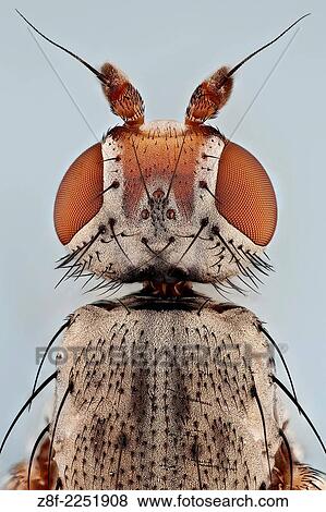 Stock Photo - A top view of a small house fly, the ocelli can be seen. These specialized secondary eyes are insuficient to form an image but are more sensitive to light and aid insects during flight.. Fotosearch