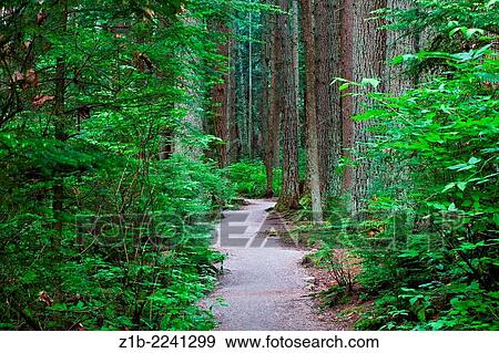 A walking trail through a dense temperate rain forest in Vancouver, Canada. View Large Photo Image Stock Photo - A walking trail through a dense temperate rain forest in Vancouver, Canada.. Fotosearch