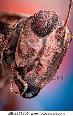 A wet grasshopper, watter drops act as a magnifying glass showing details of the ommatideum. View Large Photo Image Stock Photography - A wet grasshopper, watter drops act as a magnifying glass showing details of the ommatideum.. Fotosearch