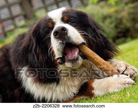 A young Bernese mountain dog chews a bone made out of hide. View Large Photo Image Stock Photo - A young Bernese mountain dog chews a bone made out of hide.. Fotosearch