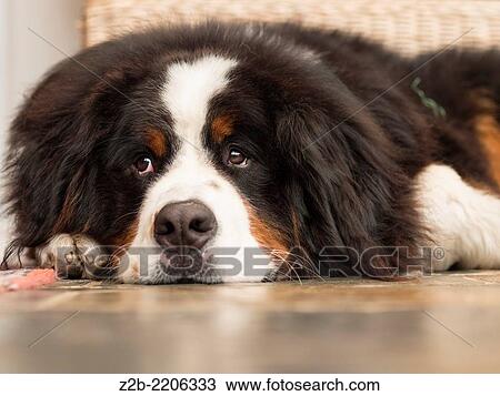 A young Bernese mountain dog. View Large Photo Image Stock Image - A young Bernese mountain dog.. Fotosearch