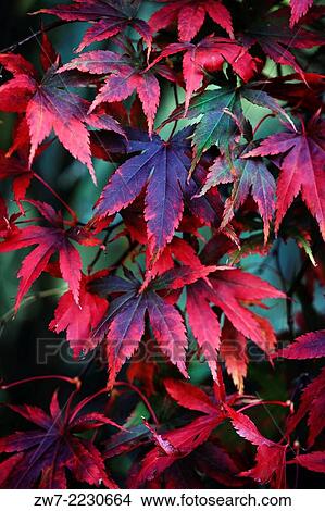 Acer palmatum variety Bloodgood, autumn colour. View Large Photo Image Picture - Acer palmatum variety Bloodgood, autumn colour.. Fotosearch