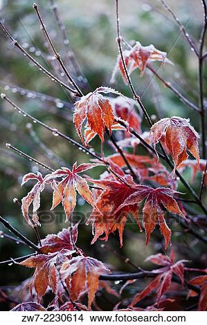 Acer palmatum with frost. View Large Photo Image Picture - Acer palmatum with frost.. Fotosearch