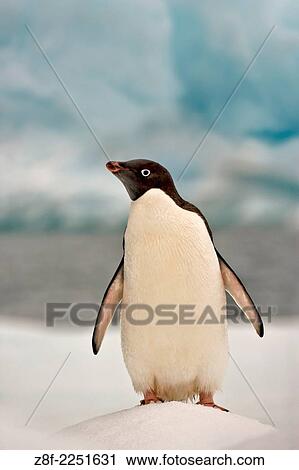 Adelie penguin on ice floe in the South Orkney Islands, Antarctica. Digitally manipulated Image. Composite of two images. View Large Photo Image Stock Image - Adelie penguin on ice floe in the South Orkney Islands, Antarctica. Digitally manipulated Image. Composite of two images.. Fotosearch