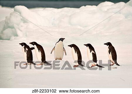 Adelie penguins on ice floes in the South Orkney Islands, Antarctica. Digitally manipulated image. Composited from multiple images. Five penguins walking one standing. View Large Photo Image Stock Image - Adelie penguins on ice floes in the South Orkney Islands, Antarctica. Digitally manipulated image. Composited from multiple images. Five penguins walking one standing.. Fotosearch